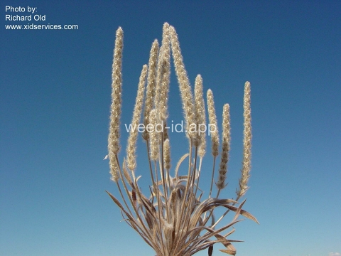 plantain, wooly